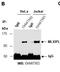 Interleukin 12B antibody, orb10893, Biorbyt, Immunoprecipitation image 