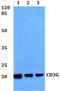 CD3g Molecule antibody, GTX66759, GeneTex, Western Blot image 