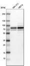 Neurofibromin 2 antibody, HPA003097, Atlas Antibodies, Western Blot image 