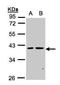 Protein Serine Kinase H2 antibody, GTX105933, GeneTex, Western Blot image 