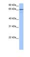 ZFP36 Ring Finger Protein Like 2 antibody, orb325592, Biorbyt, Western Blot image 