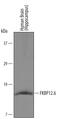 FKBP Prolyl Isomerase 1B antibody, BAF4174, R&D Systems, Western Blot image 