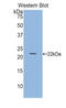 Glyoxalase I antibody, LS-C294303, Lifespan Biosciences, Western Blot image 