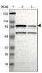 Ribosomal protein S6 kinase alpha-6 antibody, NBP1-87107, Novus Biologicals, Western Blot image 