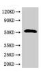 Secretin Receptor antibody, CSB-PA020865LA01HU, Cusabio, Western Blot image 