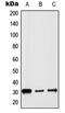 H1 Histone Family Member 0 antibody, LS-C352297, Lifespan Biosciences, Western Blot image 