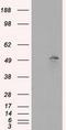 MTOR Associated Protein, Eak-7 Homolog antibody, GTX84265, GeneTex, Western Blot image 