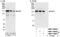 Inverted Formin, FH2 And WH2 Domain Containing antibody, NBP1-79027, Novus Biologicals, Western Blot image 