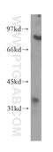 Phytanoyl-CoA dioxygenase, peroxisomal antibody, 12858-1-AP, Proteintech Group, Western Blot image 