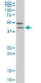 Transcription Factor 7 antibody, LS-C133471, Lifespan Biosciences, Western Blot image 