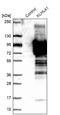 Kelch Like Family Member 41 antibody, NBP1-80786, Novus Biologicals, Western Blot image 