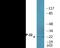 Protein Phosphatase 1 Regulatory Inhibitor Subunit 1B antibody, EKC2384, Boster Biological Technology, Western Blot image 