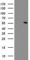Carnosine Dipeptidase 2 antibody, MA5-25702, Invitrogen Antibodies, Western Blot image 