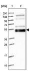 WAPL Cohesin Release Factor antibody, PA5-58149, Invitrogen Antibodies, Western Blot image 