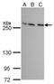 Mechanistic Target Of Rapamycin Kinase antibody, GTX630198, GeneTex, Western Blot image 