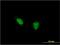 TSH1 antibody, MA5-20956, Invitrogen Antibodies, Immunofluorescence image 