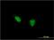 Teashirt Zinc Finger Homeobox 1 antibody, MA5-20956, Invitrogen Antibodies, Immunofluorescence image 