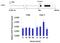 Protein Phosphatase 3 Catalytic Subunit Alpha antibody, PA5-29209, Invitrogen Antibodies, Chromatin Immunoprecipitation image 