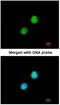 MAP kinase-activated protein kinase 5 antibody, NBP1-33769, Novus Biologicals, Immunofluorescence image 