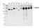 Cadherin 1 antibody, 4068S, Cell Signaling Technology, Western Blot image 