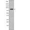 Signal Transducer And Activator Of Transcription 4 antibody, PA5-64562, Invitrogen Antibodies, Western Blot image 