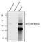 Tight Junction Protein 3 antibody, 36-4100, Invitrogen Antibodies, Immunoprecipitation image 