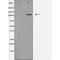 Olfactory Receptor Family 2 Subfamily T Member 2 antibody, orb229711, Biorbyt, Western Blot image 