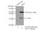 Myeloid Leukemia Factor 1 antibody, 13100-1-AP, Proteintech Group, Immunoprecipitation image 