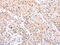 TNF Receptor Associated Factor 2 antibody, CSB-PA034758, Cusabio, Immunohistochemistry paraffin image 