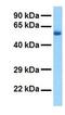 3-Hydroxy-3-Methylglutaryl-CoA Synthase 2 antibody, GTX47146, GeneTex, Western Blot image 