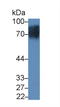Solute Carrier Family 3 Member 2 antibody, LS-C373265, Lifespan Biosciences, Western Blot image 