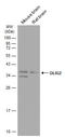 Oligodendrocyte Transcription Factor 2 antibody, GTX132732, GeneTex, Western Blot image 