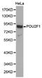 POU Class 2 Homeobox 1 antibody, LS-C192867, Lifespan Biosciences, Western Blot image 