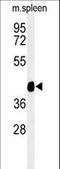 Tektin-4 antibody, LS-C161797, Lifespan Biosciences, Western Blot image 