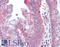 Vig1 antibody, LS-B15163, Lifespan Biosciences, Immunohistochemistry paraffin image 