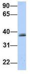 SRR1 Domain Containing antibody, GTX46267, GeneTex, Western Blot image 