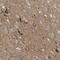 Thyroid Hormone Receptor Alpha antibody, HPA009654, Atlas Antibodies, Immunohistochemistry frozen image 