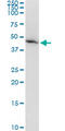 Alpha-1-Microglobulin/Bikunin Precursor antibody, LS-C133862, Lifespan Biosciences, Western Blot image 