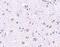 Cerebral dopamine neurotrophic factor antibody, 4345, ProSci Inc, Immunohistochemistry frozen image 