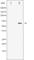 Protein Tyrosine Phosphatase Non-Receptor Type 6 antibody, abx011795, Abbexa, Western Blot image 