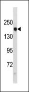 TSC Complex Subunit 1 antibody, LS-C203815, Lifespan Biosciences, Western Blot image 