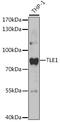 TLE Family Member 1, Transcriptional Corepressor antibody, 19-702, ProSci, Western Blot image 