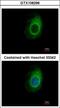 Eukaryotic Translation Termination Factor 1 antibody, GTX108296, GeneTex, Immunocytochemistry image 