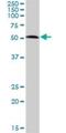 Ubiquitin Associated Protein 1 antibody, H00051271-B01P, Novus Biologicals, Western Blot image 