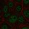 E4F Transcription Factor 1 antibody, HPA071325, Atlas Antibodies, Immunofluorescence image 