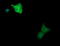 Mitogen-Activated Protein Kinase Kinase 1 antibody, LS-C338034, Lifespan Biosciences, Immunofluorescence image 