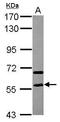 Staufen Double-Stranded RNA Binding Protein 2 antibody, GTX116458, GeneTex, Western Blot image 