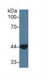 Wnt Family Member 3A antibody, LS-C689564, Lifespan Biosciences, Western Blot image 