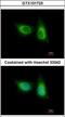 SOS Ras/Rho Guanine Nucleotide Exchange Factor 2 antibody, GTX101723, GeneTex, Immunocytochemistry image 