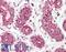 Aconitase 2 antibody, LS-B8319, Lifespan Biosciences, Immunohistochemistry paraffin image 